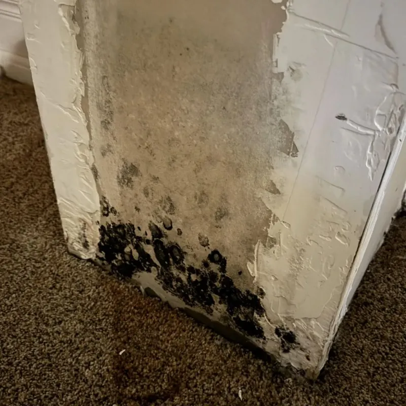 Professional Mold Removal in Oakhurst, OK